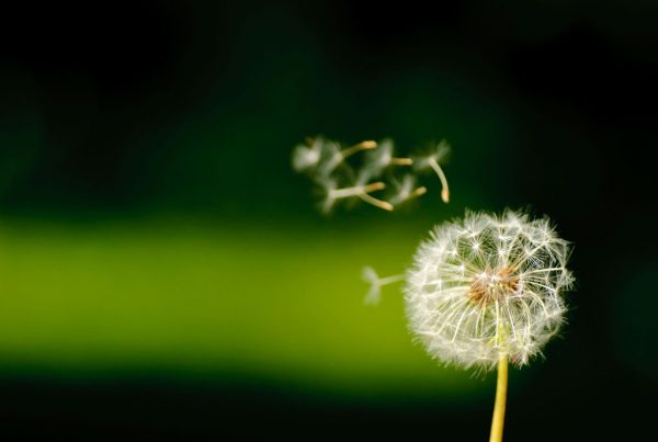 seeded dandelion with floating seeds creative work