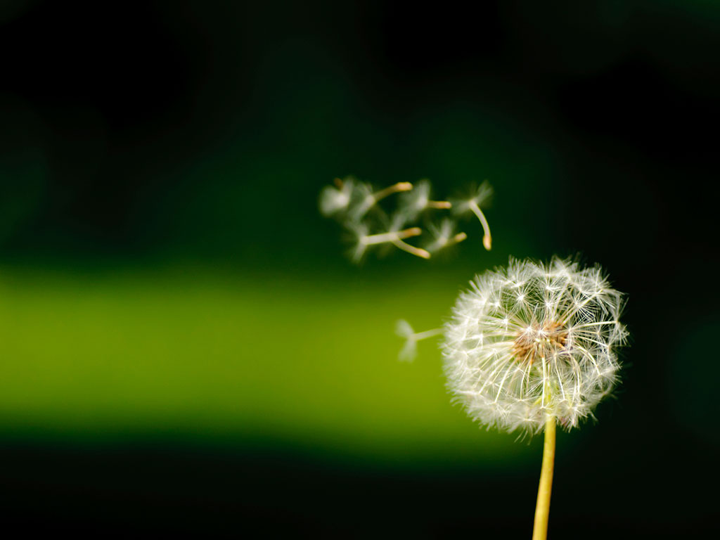 seeded dandelion with floating seeds creative work