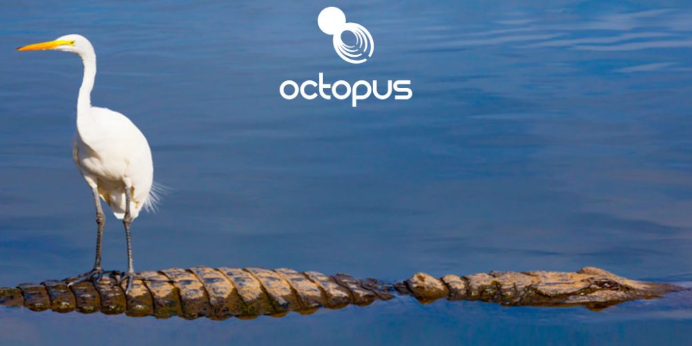 image of a white heron bird stood on a crocodile created for Octopus intelligence creativity website design and marketing