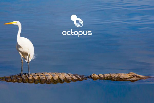 image of a white heron bird stood on a crocodile created for Octopus intelligence creativity website design and marketing