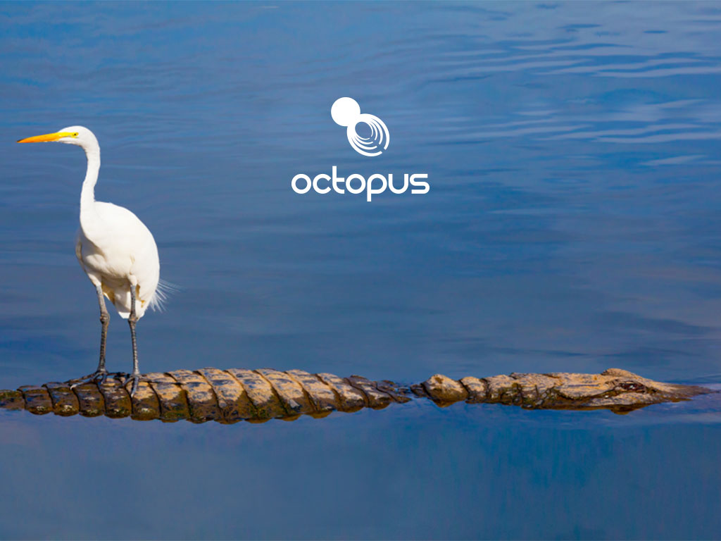 image of a white heron bird stood on a crocodile created for Octopus intelligence creativity website design and marketing