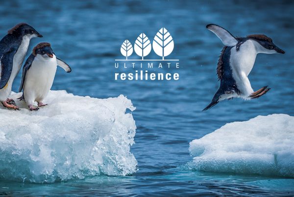 Adelie penguins jumping between two ice floes marketing concept created for Ultimate Resilience creativity website design and marketing