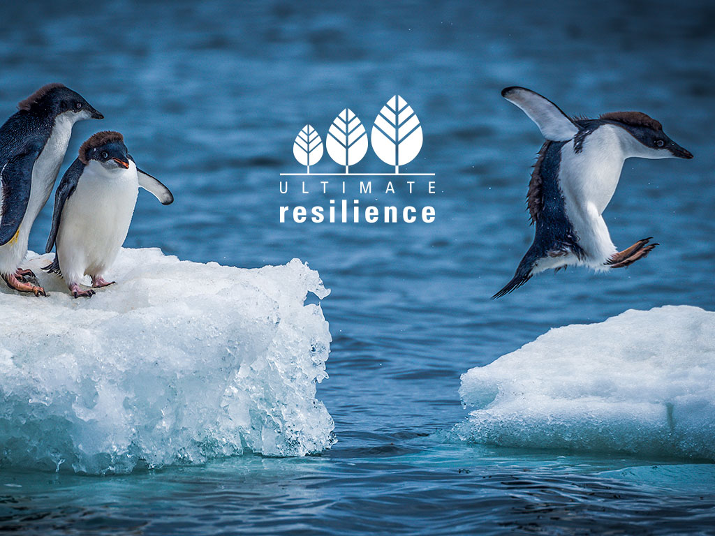 Adelie penguins jumping between two ice floes marketing concept created for Ultimate Resilience creativity website design and marketing